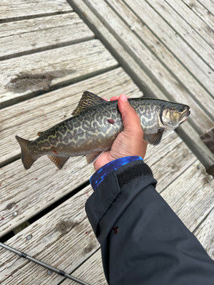 Tiger trout