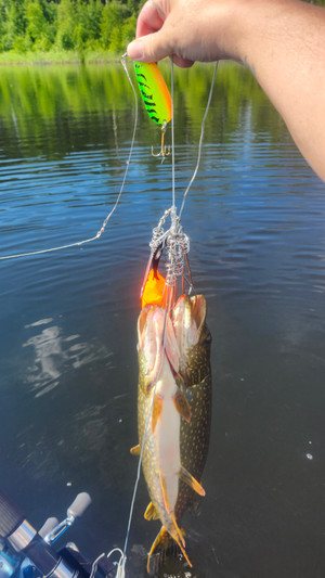 My catch at Anglin Lake Bridge