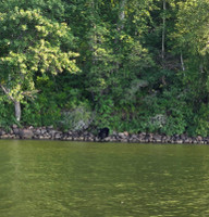 A bear on the shore at Keeley Lake.