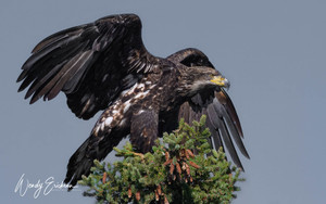 Sub-adult Bald Eagle. Trying to perch high up on an evergreen tree!