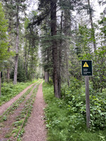 Rail cart track through woods.