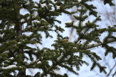 Nuthatch keeping warm on the peninsula trail.