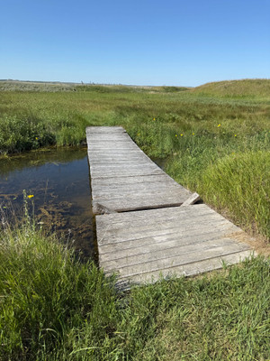Bridge on the trail to the pond, watch your step!