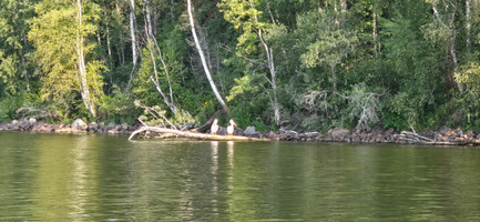 Two pelicans hanging out at Keeley Lake.