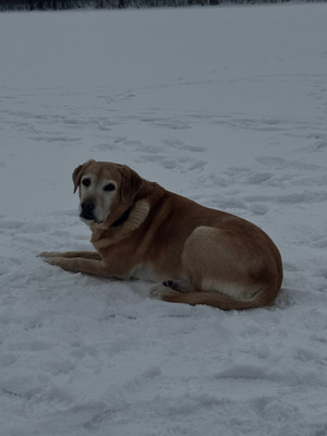 Marley hanging out at Green Lake. March 21, 2026