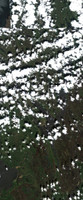 Lac Île-à-la-Crosse