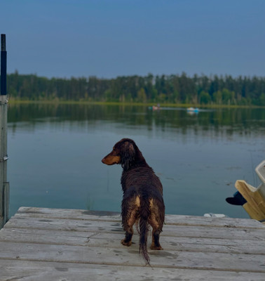 Dog dip 