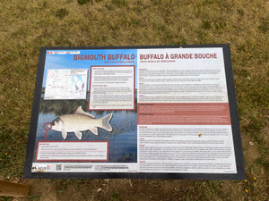 Bigmouth Buffalo info sign.