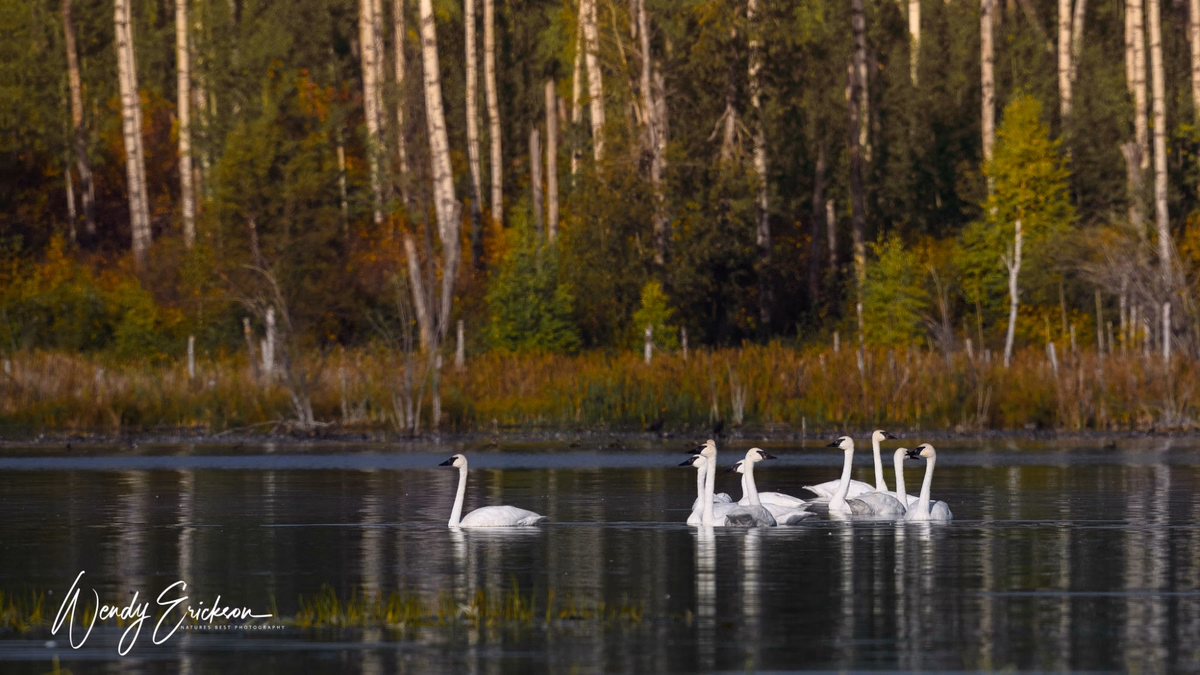 Trumpeter Swans during fall migration.
