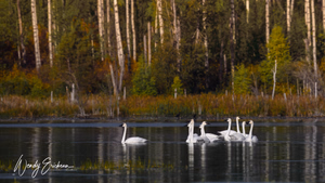 Trumpeter Swans! This group was preparing to migrate for the end of fall. They are big beautiful bird and the setting is so serene!