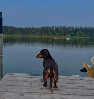 Dog dip 