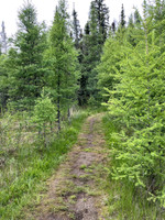 Trail into the lake.