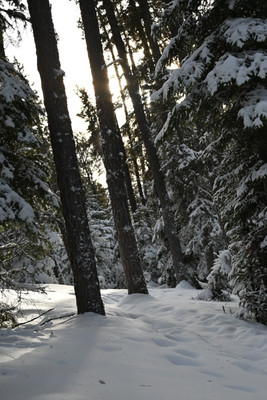 Sun peaking through the trees on the peninsula trail.