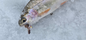 Ice fishing 