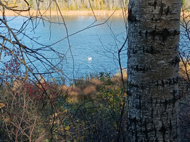 Swans on the lake! Worth the hike in to see!