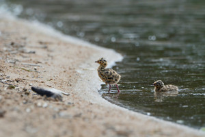 Bonaparte's Gull babies at Lower Fishing Lake, Narrow Hills Provincial Park.