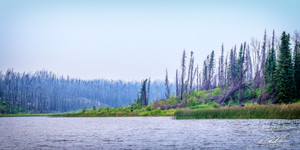 a Moose running off into a burnt forest