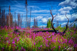 Fire weed was everywhere on the lake