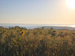 View through the sunflower and oat fields for the birds near the Biosphere buildings