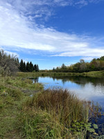 View of the pond.