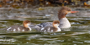 Common female Mergamser and her 2 babies! 
These birds are constantly on the water from the time they are born. Some ride their mom's backs and most times they swim with her. So very sweet!