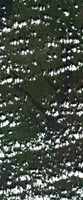 Lac Île-à-la-Crosse