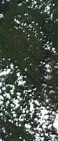 Lac Île-à-la-Crosse - Jul 24, 2026
