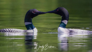 Two mated Loons look like they are kissing! So special!