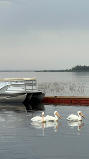 Pelicans evening fish at Dore Lake Lodge