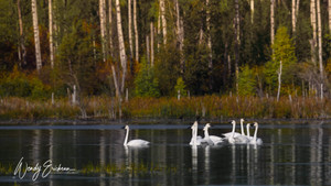 Trumpeter Swans during fall migration.