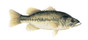 Largemouth Bass