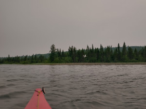 A swan I spotted on the lake.