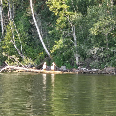 Two pelicans hanging out at Keeley Lake.