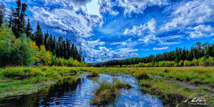 Looking up a creek on Trout Lake