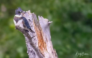 Belted Kingfisher! 
The elusive Kingfisher! This bird is fast and intelligent.  He doesn't  stay long in one spot and he's not fond of photographers! lol