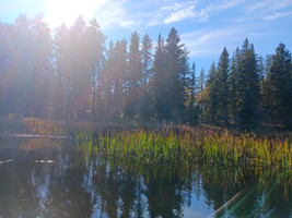 Shoreline of the lake.