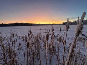 Cat tails and sunset.