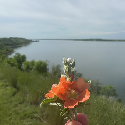 Unique flowers bloom by the lake