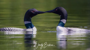 Two mated Loons look like they are kissing! So special!