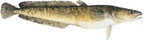 Burbot