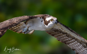 Osprey in flight! 