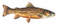 Tiger Trout