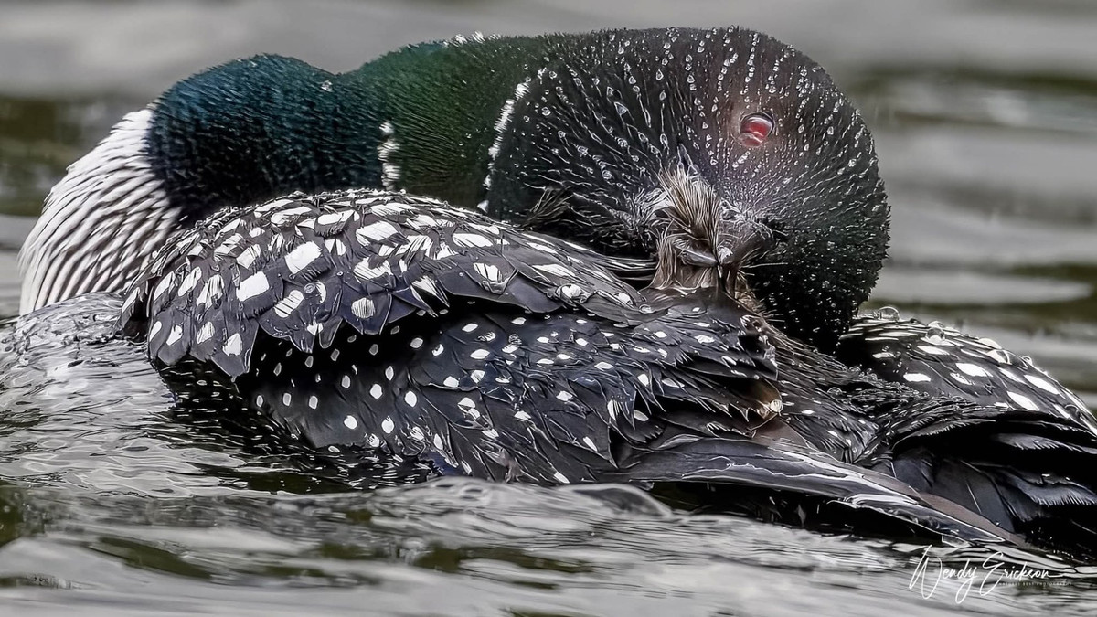 Common male Loon preening!
This Loon looks as though he had diamonds on his head from water beading all over his feathers.