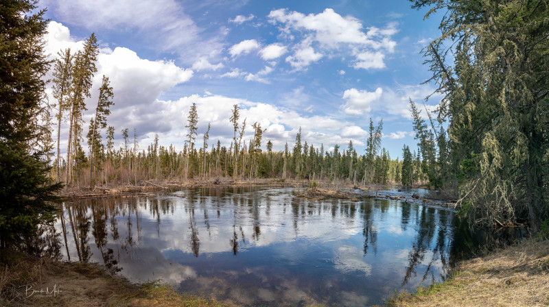 This picnic spot on the Spruce River was very swollen with spring runoff! May 21, 2026