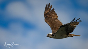 Osprey in flight! 
Sandy Lake PANP! Gorgeous  Osprey hunting for dinner! 