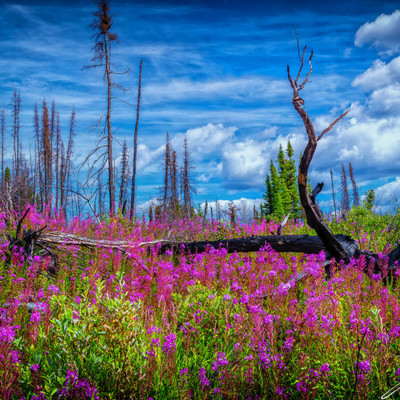 Fire weed was everywhere on the lake