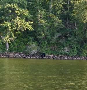 A bear on the shore at Keeley Lake.