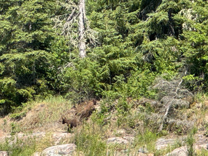 Bear cubs