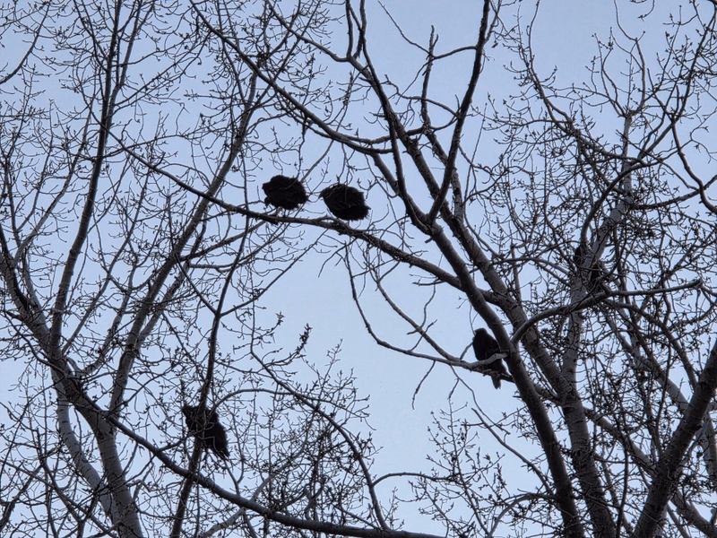 Turkey Vultures roosting in the evening beside Lac Pelletier
Photo @saskstormchaser Turkey Vultures roosting in the evening beside Lac Pelletier
Photo @saskstormchaser