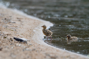 Bonaparte's Gull babies at Lower Fishing Lake, Narrow Hills Provincial Park.